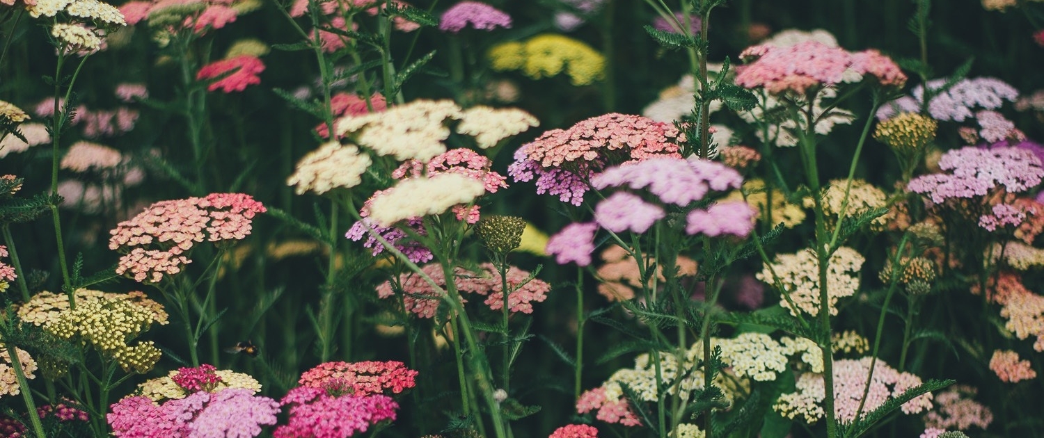 Wildflowers