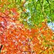 00-20161004 North Carolina Autumn Leaves