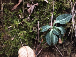 Rattlesnake Plant